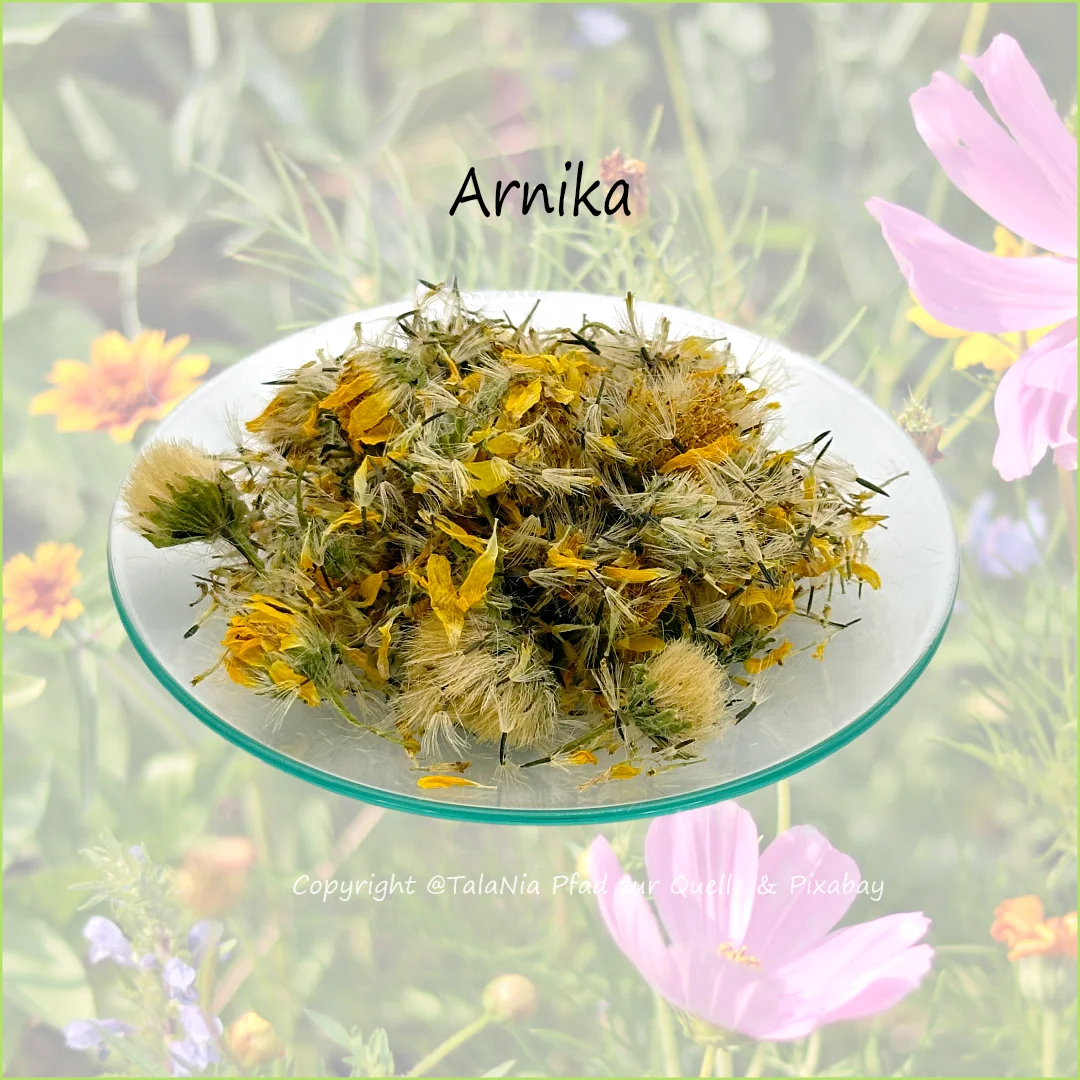 Arnika Heilpflanze Produktbild im TalaNia Shop